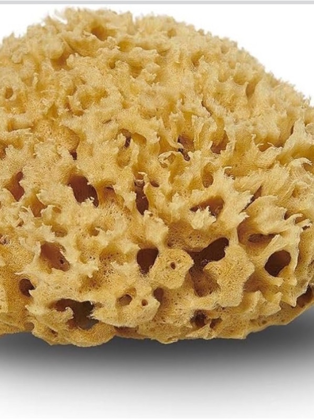 Natural Exfoliating Sea Sponge - Soft Tan Bath Sponge